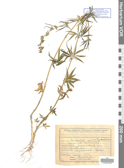 VOR 0022844