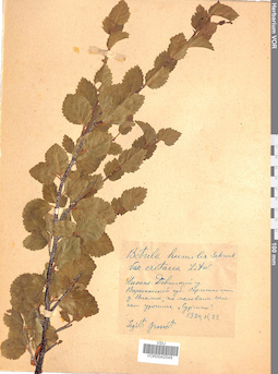 VOR 0042549