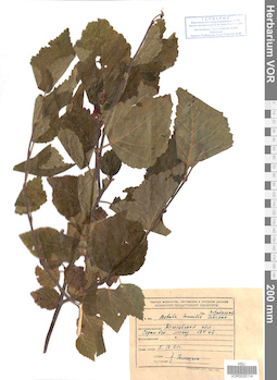 VOR 0025114