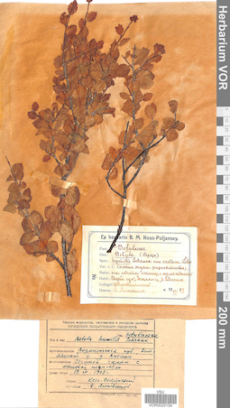 VOR 0025104