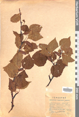VOR 0025099