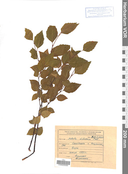 VOR 0025095