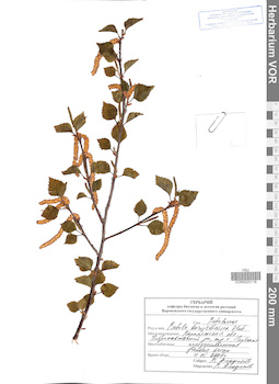 VOR 0025118