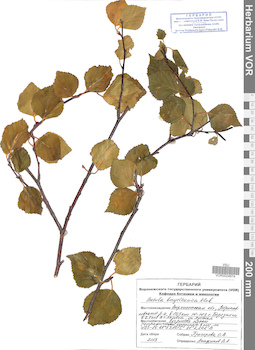 VOR 0024674