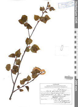VOR 0024669