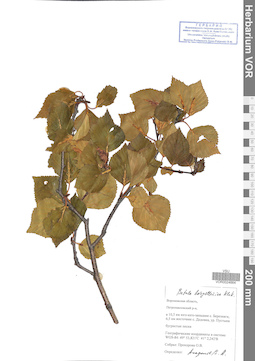 VOR 0024664