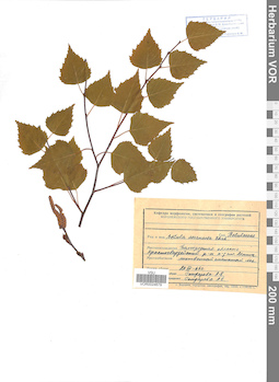 VOR 0024679