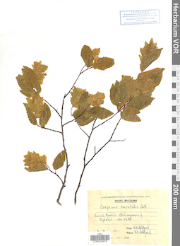 VOR 0024978