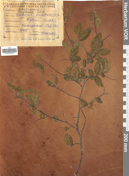 VOR 0024977