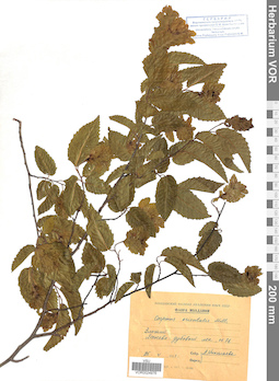 VOR 0024976
