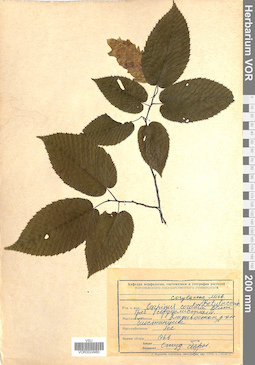 VOR 0024980