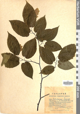 VOR 0024971