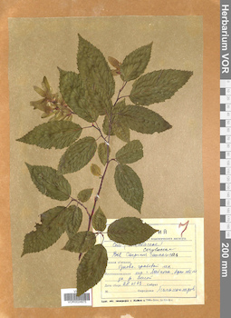 VOR 0024975