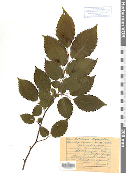 VOR 0024974