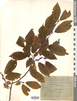 VOR 0024973