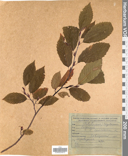 VOR 0024972