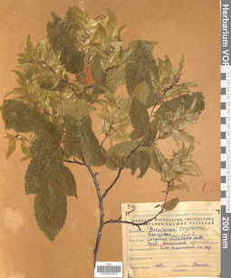 VOR 0024970