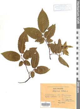 VOR 0024969
