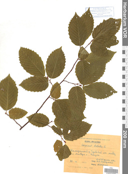 VOR 0024968