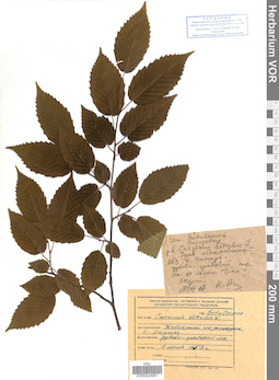 VOR 0024967
