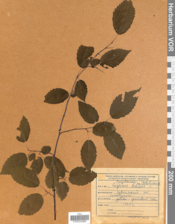 VOR 0024966