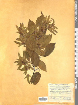 VOR 0024962