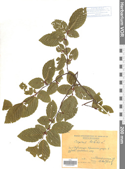 VOR 0024961