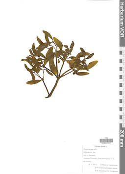 VOR 0023571