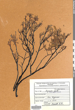 VOR 0024954