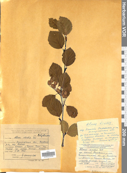 VOR 0025059