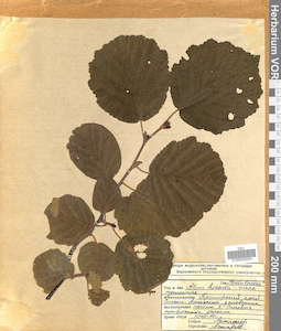 VOR 0025054