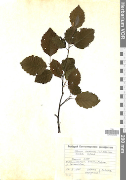 VOR 0025055