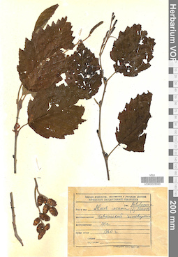 VOR 0025050
