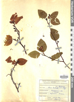 VOR 0025045