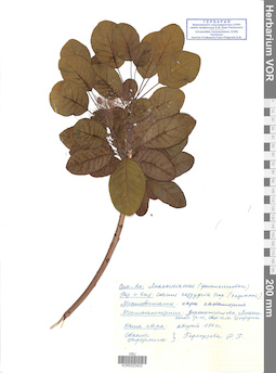VOR 0023423