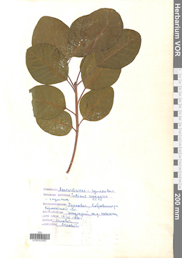 VOR 0023421