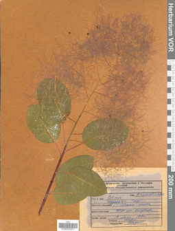 VOR 0023417