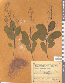 VOR 0023415