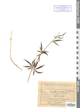 VOR 0022839