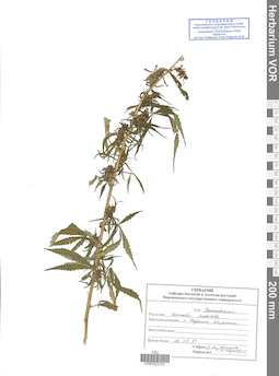 VOR 0023741
