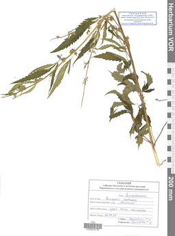 VOR 0023736