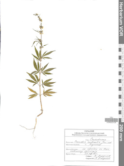 VOR 0023729