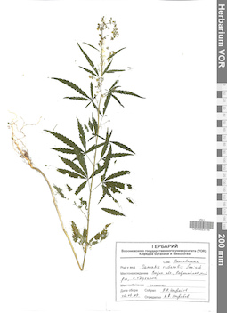 VOR 0023726