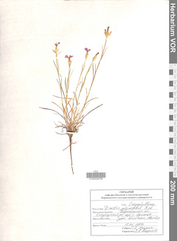 VOR 0008796