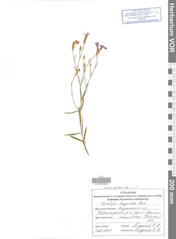 VOR 0008823