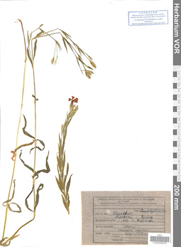 VOR 0008578