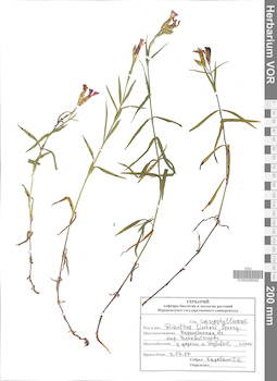 VOR 0008555