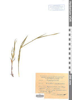 VOR 0008774
