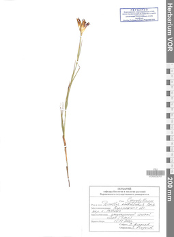 VOR 0008761