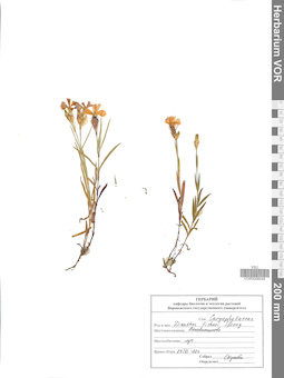 VOR 0008548